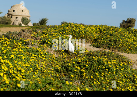 El Gouna] [Afrique] [ibis sacré Ibis jaune sur le terrain Banque D'Images