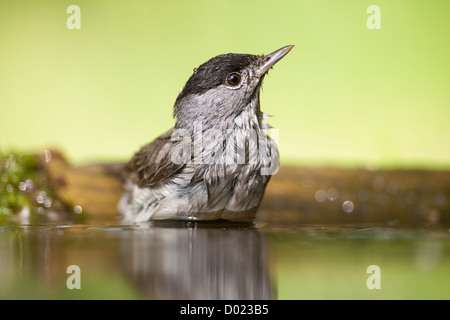 Homme black cap (Sylvia atricapilla) baignade dans une piscine des forêts Banque D'Images