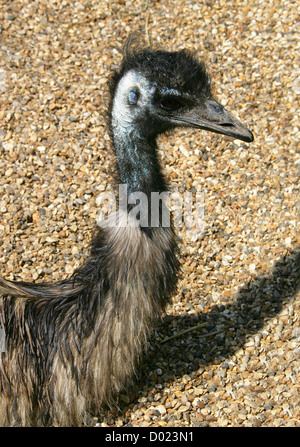 L'UEM, Dromaius novaehollandiae, Casuariidae, Struthioniformes Banque D'Images