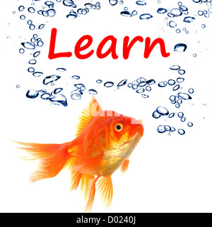 En savoir mot avec poisson rouge montrant l'éducation concept en fond blanc Banque D'Images