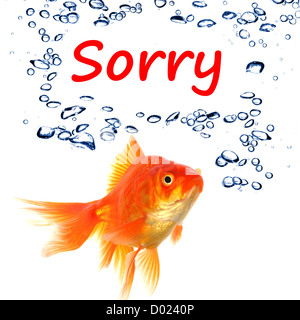 Désolés concept avec word et poisson rouge isolé sur fond blanc Banque D'Images