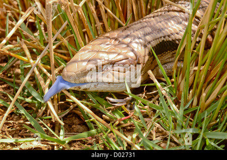 Australian Eastern Blue-tongue lizard émergeant de roseaux. Tiliqua scincoides scincoides Banque D'Images