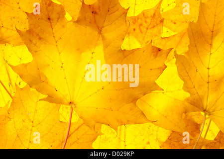 Jaune Feuilles d'érable Banque D'Images
