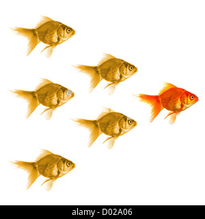 Poisson rouge indiquant le succès ou l'individualité leader concept motivation Banque D'Images