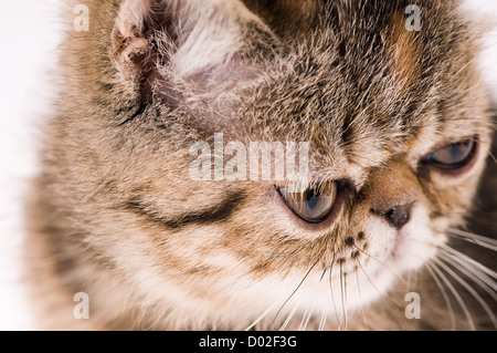 Gros plan de tir chaton duveteux rayé Banque D'Images