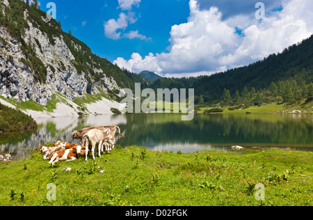 Alpage idyllique avec un petit groupe de vaches détente à un lac. Banque D'Images