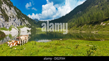 Alpage idyllique avec un petit groupe de vaches détente à un lac. Banque D'Images
