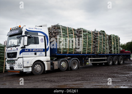 Moyen net des arbres de Noël Sapin Nordman prêt pour déchargement d'un camion dans le Lancashire Banque D'Images