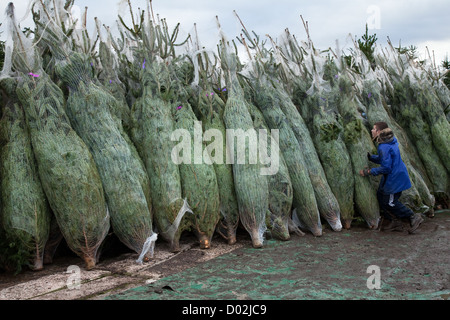 Sapin de Nordmann filet importés pour la vente des arbres de fête à des grossistes pour Noël La Distribution, Lancashire, UK Banque D'Images