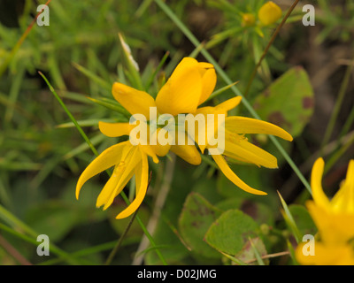 L'ouest de l'ajonc Ulex gallii, fleurs Banque D'Images