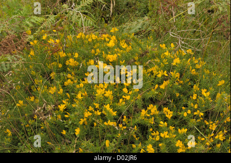 L'ajonc Ulex gallii ouest, Banque D'Images