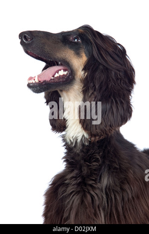 Afghan-Hound chien isolé sur fond blanc Banque D'Images