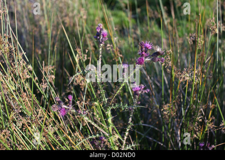 Le Chardon pourpre dans le Dartmoor National Park, Devon Banque D'Images