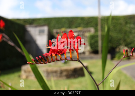 Fleur Orange Rouge Crocosmia dans un jardin dans le sud du Pays de Galles. Belle journée d'été Banque D'Images