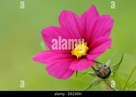 Seul Cosmos fleur avec bud Banque D'Images