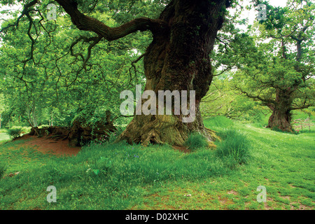 Cadzow Oaks, South Lanarkshire, Chatelherault Banque D'Images