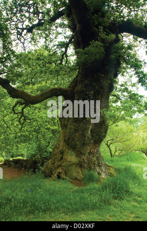 Cadzow Oaks, South Lanarkshire, Chatelherault Banque D'Images