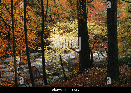 Bois d'automne et de la rivière Dee près de Ballater, parc national de Cairngorm, l'Aberdeenshire Banque D'Images