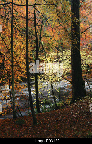 Bois d'automne et de la rivière Dee près de Ballater, parc national de Cairngorm, l'Aberdeenshire Banque D'Images