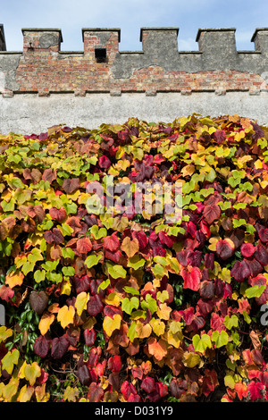 Les feuilles de l'arbuste grimpant/vitesses rampantes Crimson Glory Vine en couleur sur un mur à l'automne / fall Banque D'Images