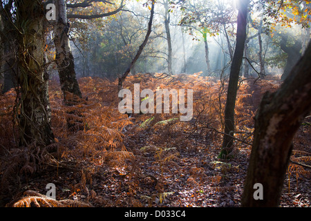 Minsmere bois Banque D'Images