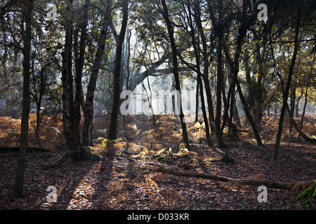 Minsmere bois Banque D'Images