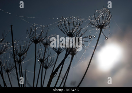 Graines de Berce du Caucase ou 'cow parsley' (Heracleum sphondylium) par la rosée à l'automne Banque D'Images