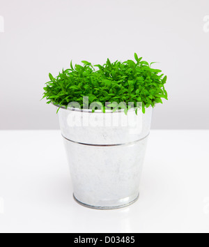 Le persil en grandissant à un vase en métal, isolated on white Banque D'Images