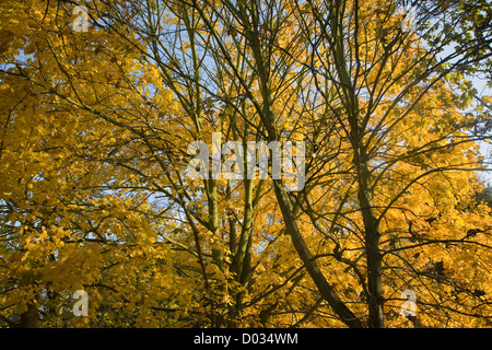 Les branches d'arbres jusqu'à l'automne les feuilles jaunes Banque D'Images