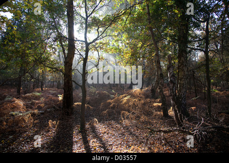 Minsmere bois Banque D'Images