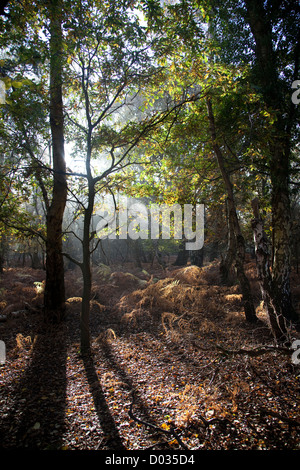 Minsmere bois Banque D'Images