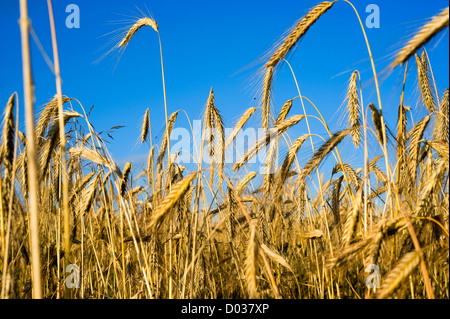 Sur un champ de blé Banque D'Images