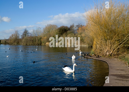 Cosmeston cygnes lacs country park penarth vallée de Glamorgan au Pays de Galles du sud Banque D'Images