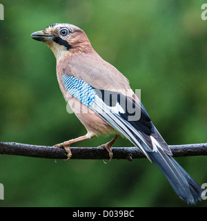 Close-up d'une eurasienne jay (Garrulus glandarius) percher sur ain la pluie Banque D'Images