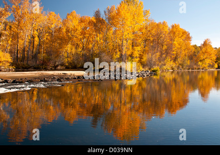 Vue panoramique de l'automne coloré de cottonwood arbres se reflétant dans la rivière Boise boise de verdure le long de la rivière. Boise, Idaho, USA Banque D'Images