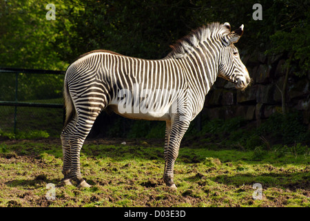 Le zébré de Grégy, également connu sous le nom de zébra impérial, est le plus grand équidé sauvage vivant et le plus menacé des trois espèces de zébra Banque D'Images