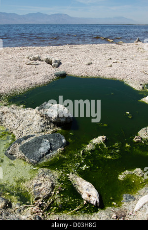 États-unis, Californie, Salton Sea. Les poissons morts sur les rives du lac Salton. Banque D'Images