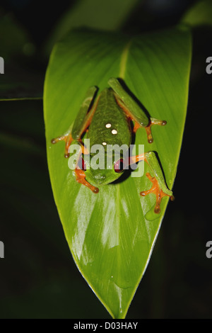 Red-Eyed Tree Frog (agalychnis callidryas) assis sur une feuille dans la nuit au Costa Rica. Banque D'Images