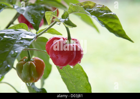 Fiery très frileux Scotch Bonnet 'poivrons Capsicum Chinensis' encore en croissance et de la maturation sur la plante. Ils se trouvent principalement dans les îles des Caraïbes. Banque D'Images