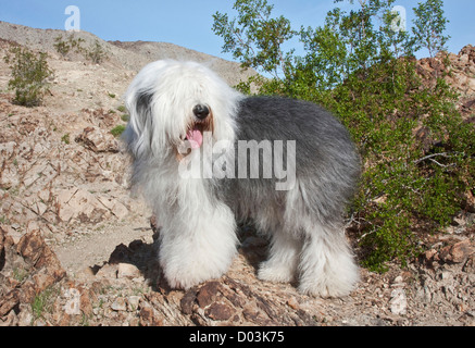 Un vieux chien de berger anglais debout dans les contreforts à côté d'une créosote dans le désert du Colorado en Californie. Banque D'Images