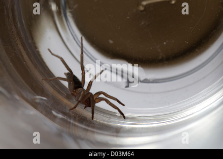 Spider Souris piégée dans un verre Banque D'Images