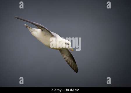 Fulmar planeur sur les falaises de l'Est de l'Angleterre. Banque D'Images