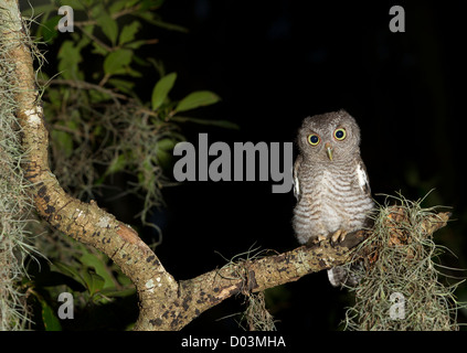 L'envol, le petit-duc maculé Otus asio, en phase gris, sauvage, Floride Banque D'Images