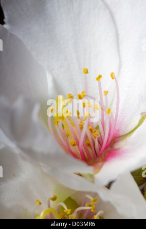 Fleurs d'amandier sous l'éclairage de studio, Sacramento Valley, en Californie. Banque D'Images