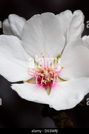 Fleurs d'amandier sous l'éclairage de studio, Sacramento Valley, en Californie. Banque D'Images