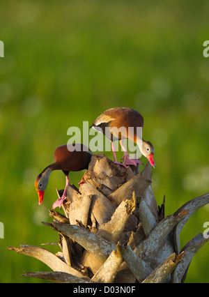 Black-bellied whistling duck paire sur chou palmiste, Dendrocygna autumnalis, Viera les zones humides, en Floride Banque D'Images