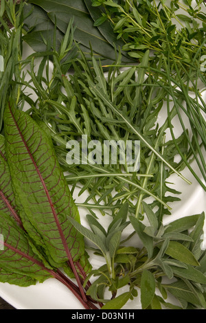 Les herbes fraîchement cueillies sur une plaque blanche Banque D'Images