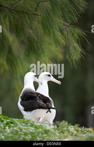 Albatros de Laysan (Phoebastria immutabilis) couple. Cette espèce est classée comme vulnérable Banque D'Images