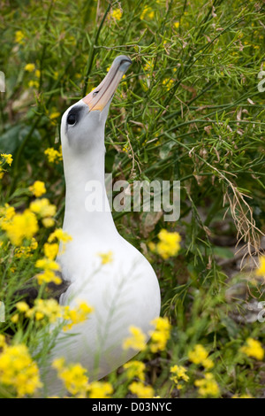 Albatros de Laysan (Phoebastria immutabilis) courtiser. Cette espèce est classée comme vulnérable Banque D'Images