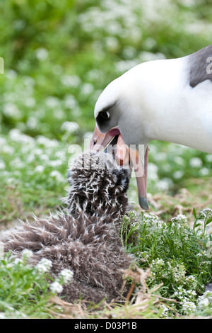 Albatros de Laysan (Phoebastria immutabilis), l'alimentation poussin. Cette espèce est classée comme vulnérable Banque D'Images